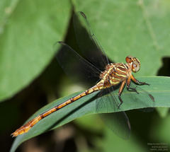 Aphylla angustifolia