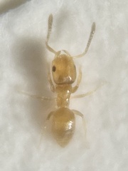 Brachymyrmex obscurior