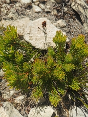 Leucadendron muirii