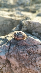 Pseudotachea splendida