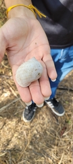 Gastropoda