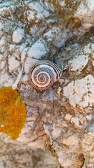 Pseudotachea splendida