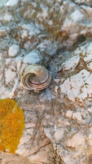 Pseudotachea splendida