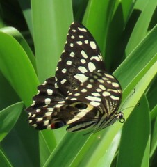 Papilio demodocus demodocus