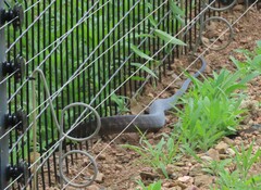 Dendroaspis polylepis