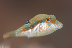 Canthigaster bennetti
