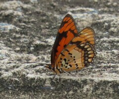 Byblia anvatara