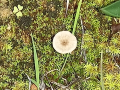 Lentinus tigrinus