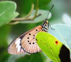 Acraea encedon encedon