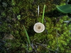 Lentinus tigrinus