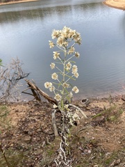 Pseudognaphalium