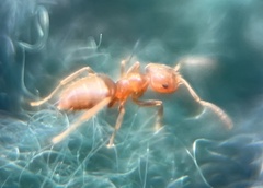 Brachymyrmex obscurior