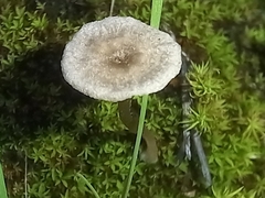 Lentinus tigrinus