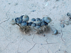 Panaeolus cyanescens