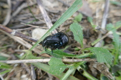 Timarcha goettingensis