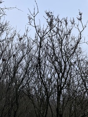 Syringa