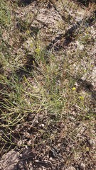 Sisymbrium officinale
