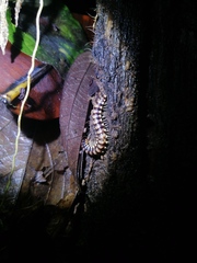 Nyssodesmus python