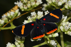 Melanis electron melantho