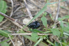 Timarcha goettingensis