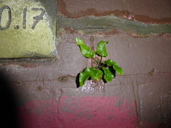 Asplenium scolopendrium scolopendrium