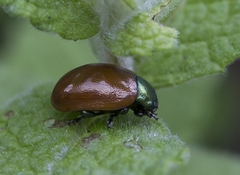 Chrysolina polita