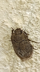 Opatrini