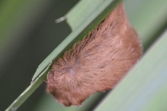 Megalopyginae