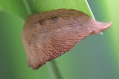 Megalopyginae