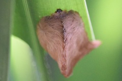 Megalopyginae