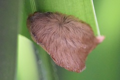 Megalopyginae