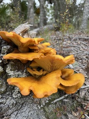 Omphalotus subilludens
