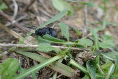 Timarcha goettingensis