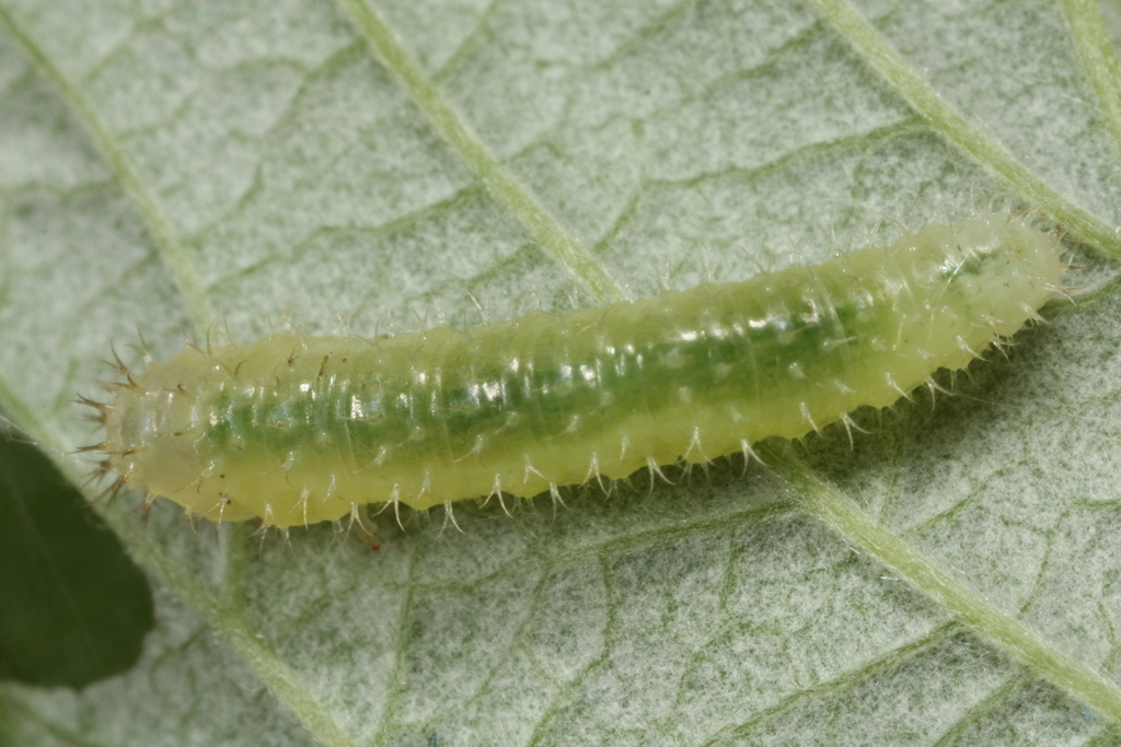 Claremontia alternipes