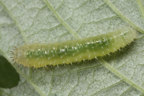 Claremontia alternipes