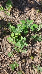 Chenopodium album