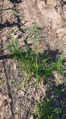 Sorghum halepense