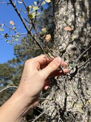 Quercus john-tuckeri