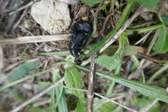Timarcha goettingensis