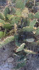 Opuntia phaeacantha