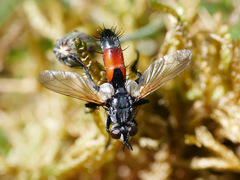 Cylindromyia brassicaria