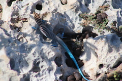 Pholidoscelis lineolatus
