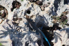Pholidoscelis lineolatus
