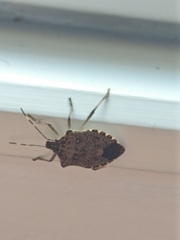 Halyomorpha halys