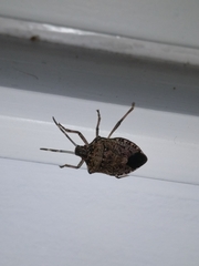 Halyomorpha halys