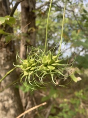 Clematis pitcheri pitcheri