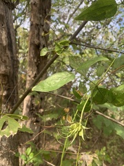 Clematis pitcheri pitcheri