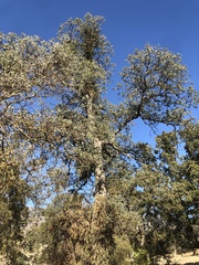 Quercus douglasii