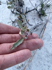 Abronia angustifolia