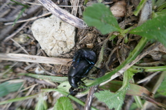 Timarcha goettingensis